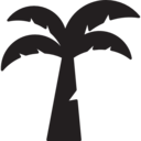 summertime,beach,nature,tropical,coconut,coconuts,palm tree,island,coconut tree